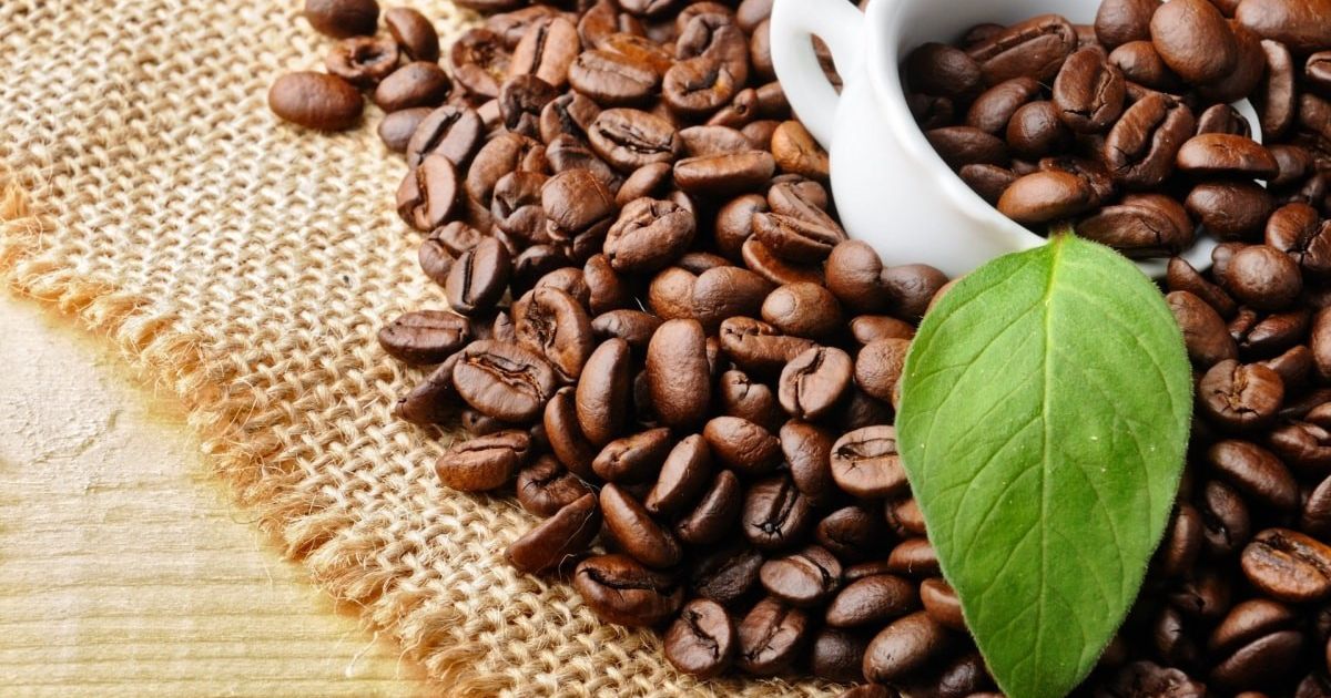 Vietnamese coffee farmers harvesting