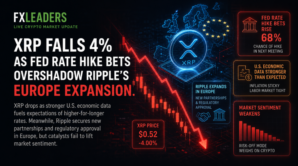 XRP 시장 분석 자료