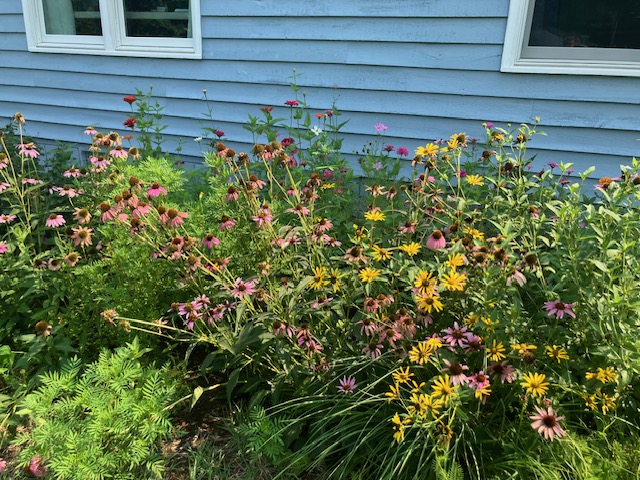 August garden tasks and pest control advice
