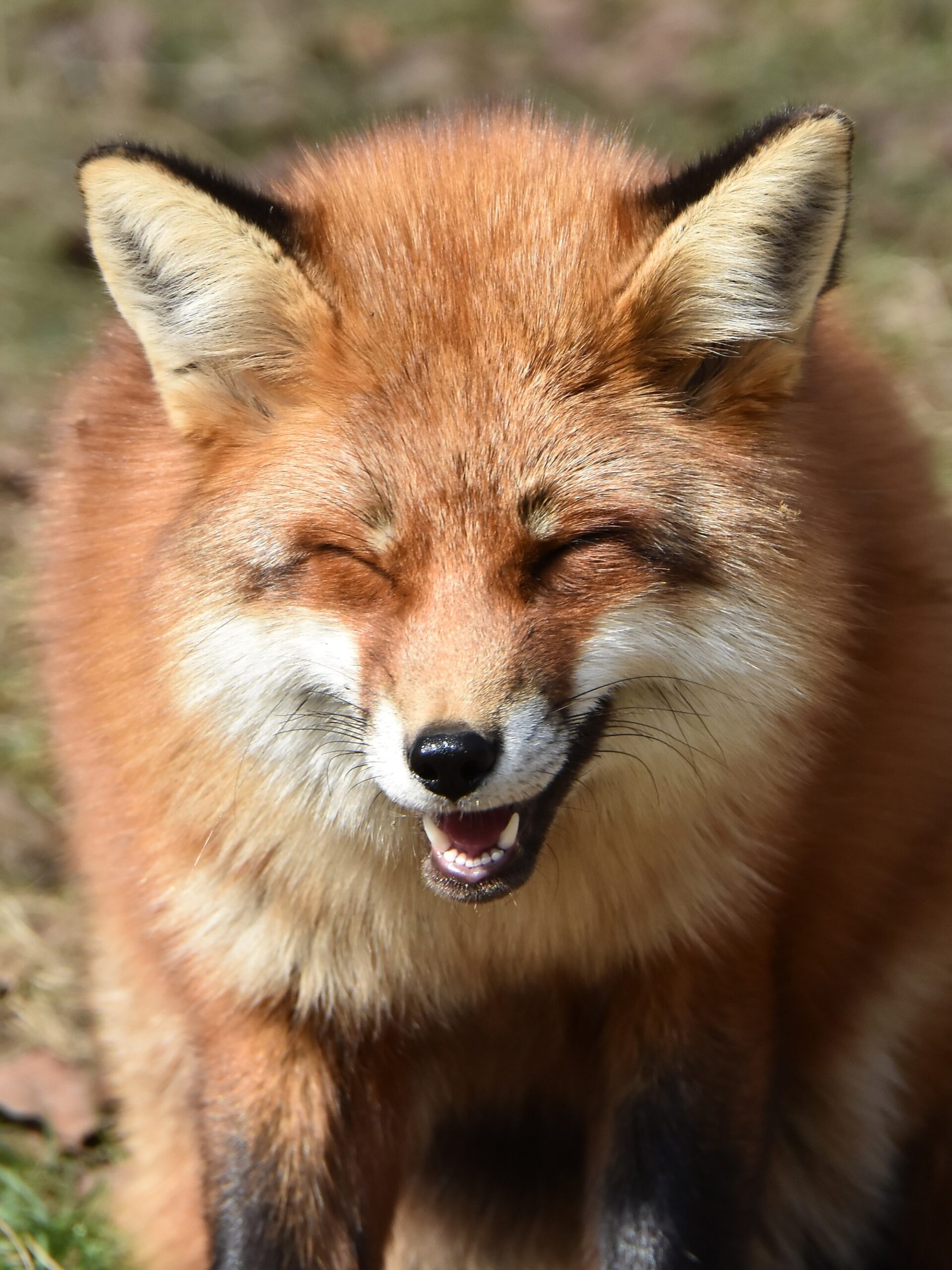 Nikon Comedy Wildlife Awards 2026 finalist image showing humorous animal behavior