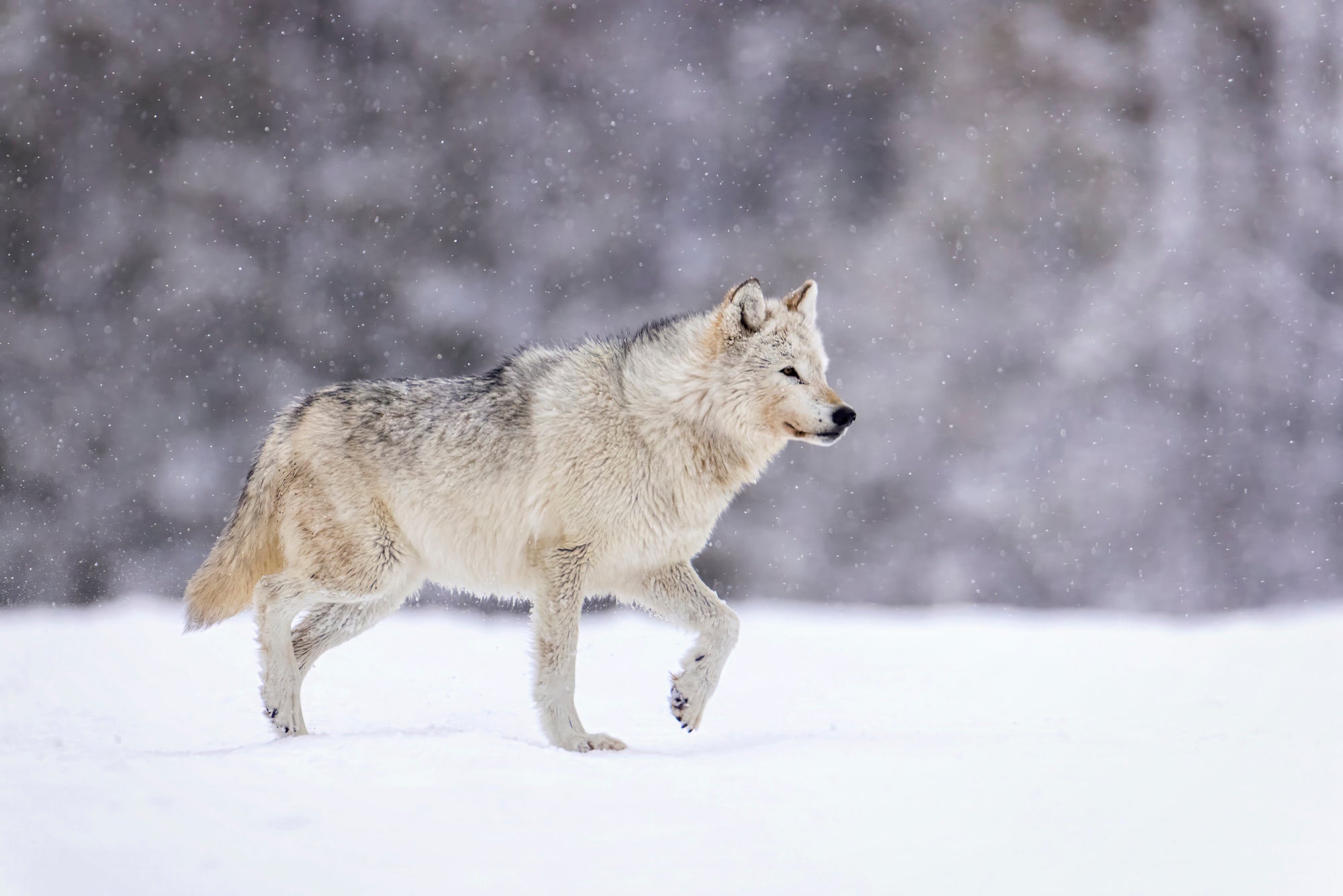Conservation advocates gathered to protest ESA rollbacks