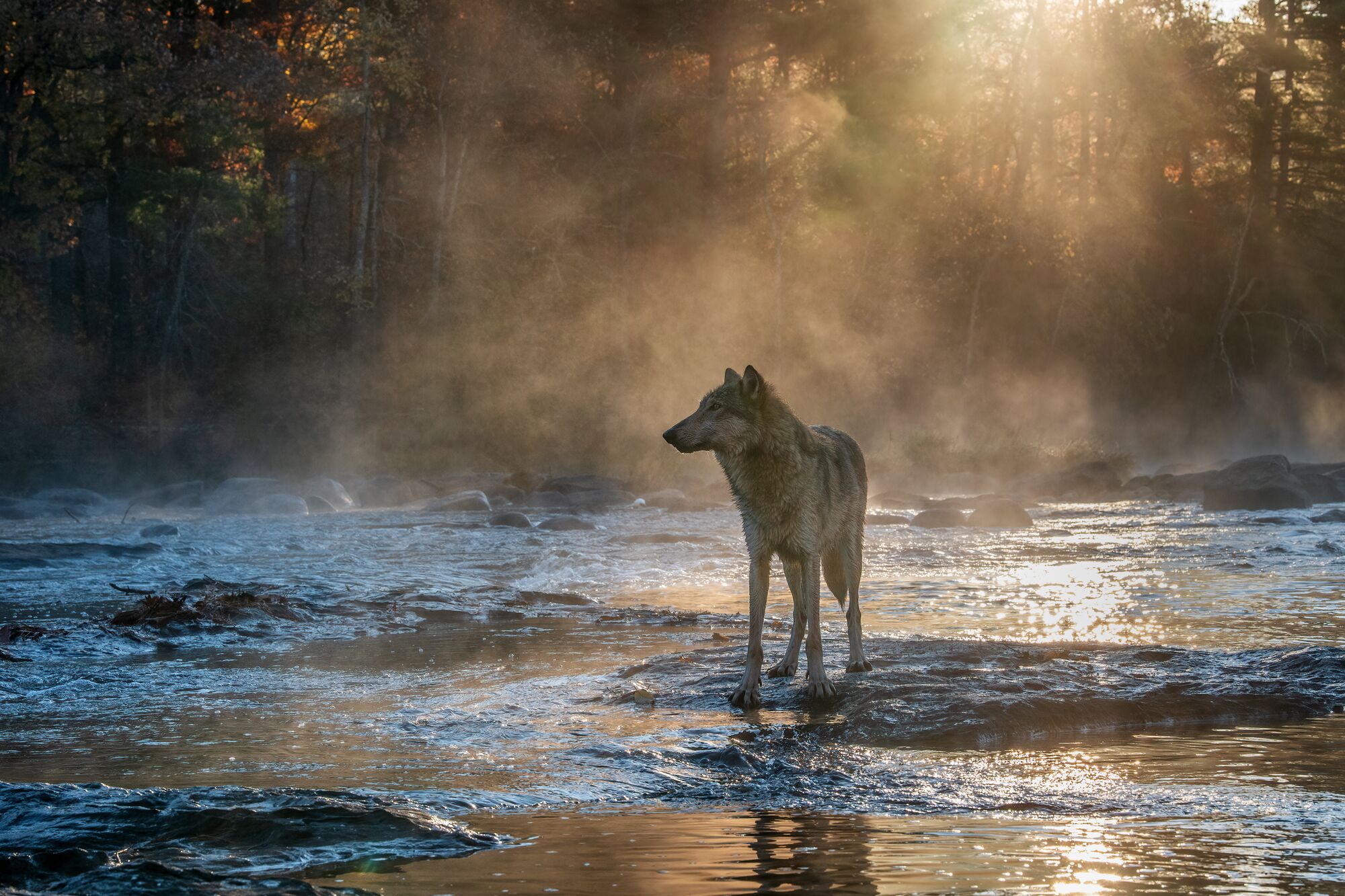 Earthjustice report cover featuring a wolf