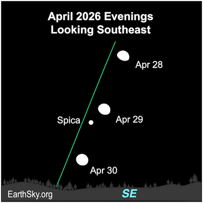 Moon rising in the eastern sky in late April and early May 2026
