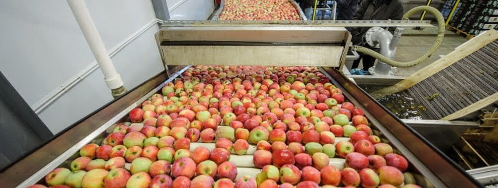 Apples ready for processing in Moldova