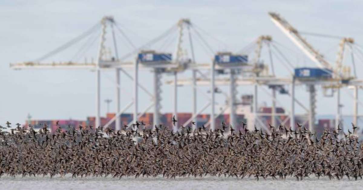 Illustration of rising seas impacting shorebird habitat