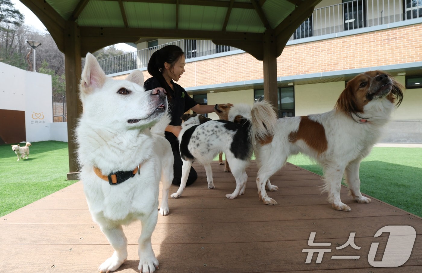 Government pet life-cycle disease analysis image