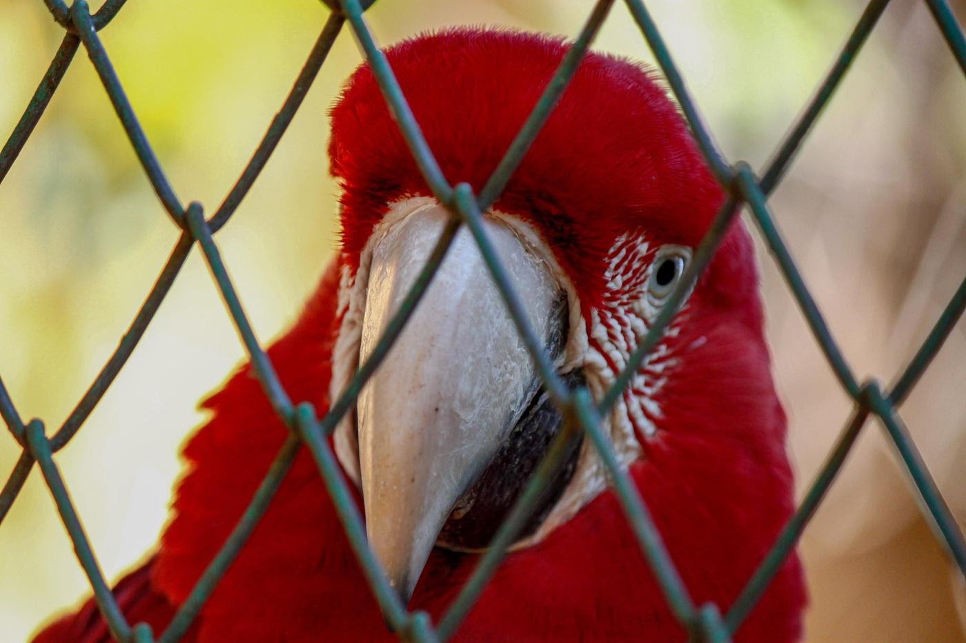 New regulations in Misiones, Argentina, limit exotic pet ownership and require registration