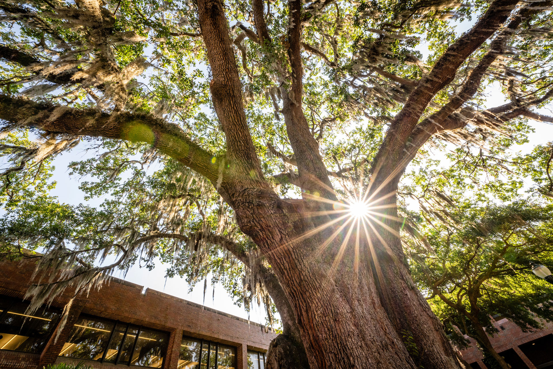 University of Florida campus