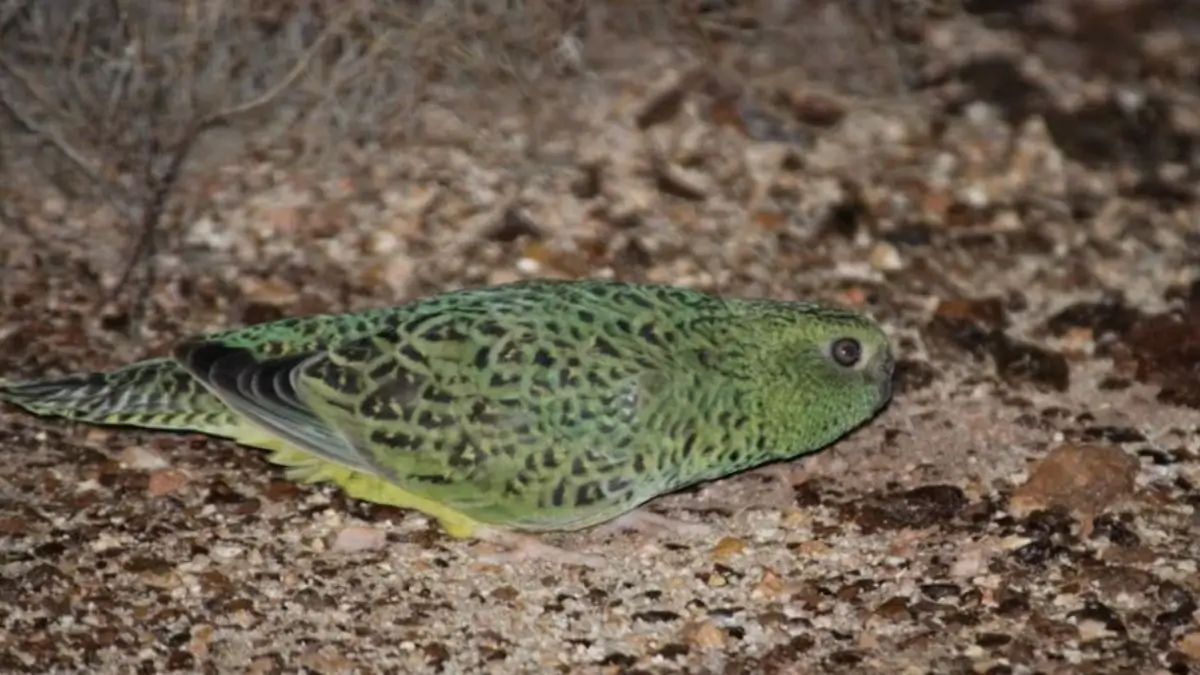 Australia Night Parrot sighting wildlife conservation