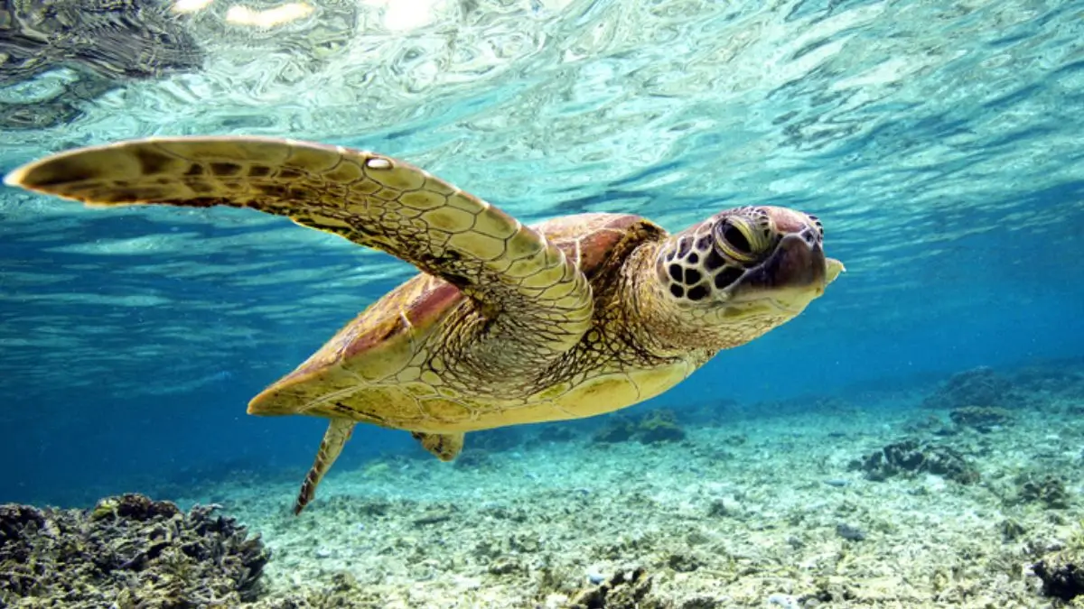 Turtle conservation awareness image for World Turtle Day 2026