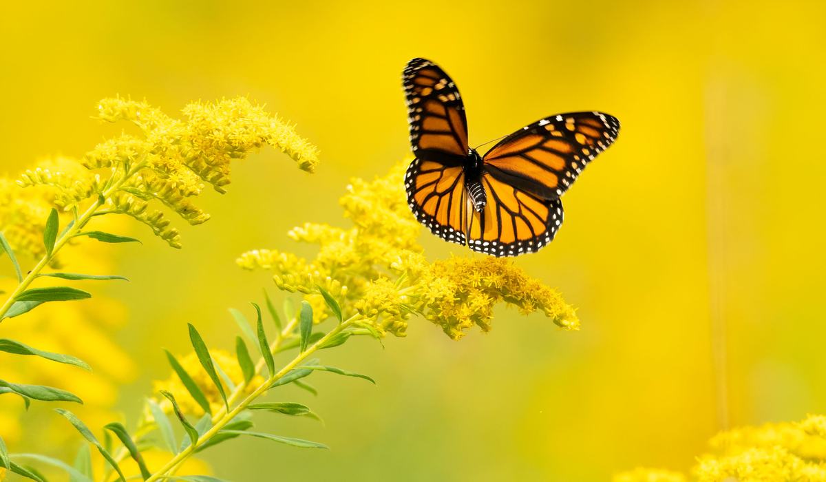 Goldenrod and butterfly illustration
