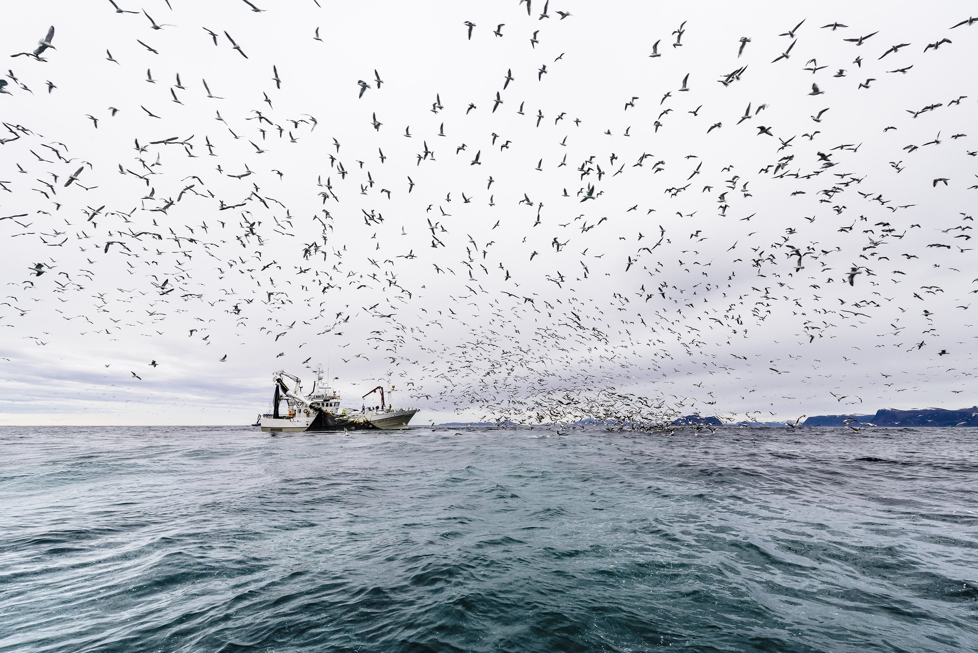 Norwegian Seafood Council market data dashboard