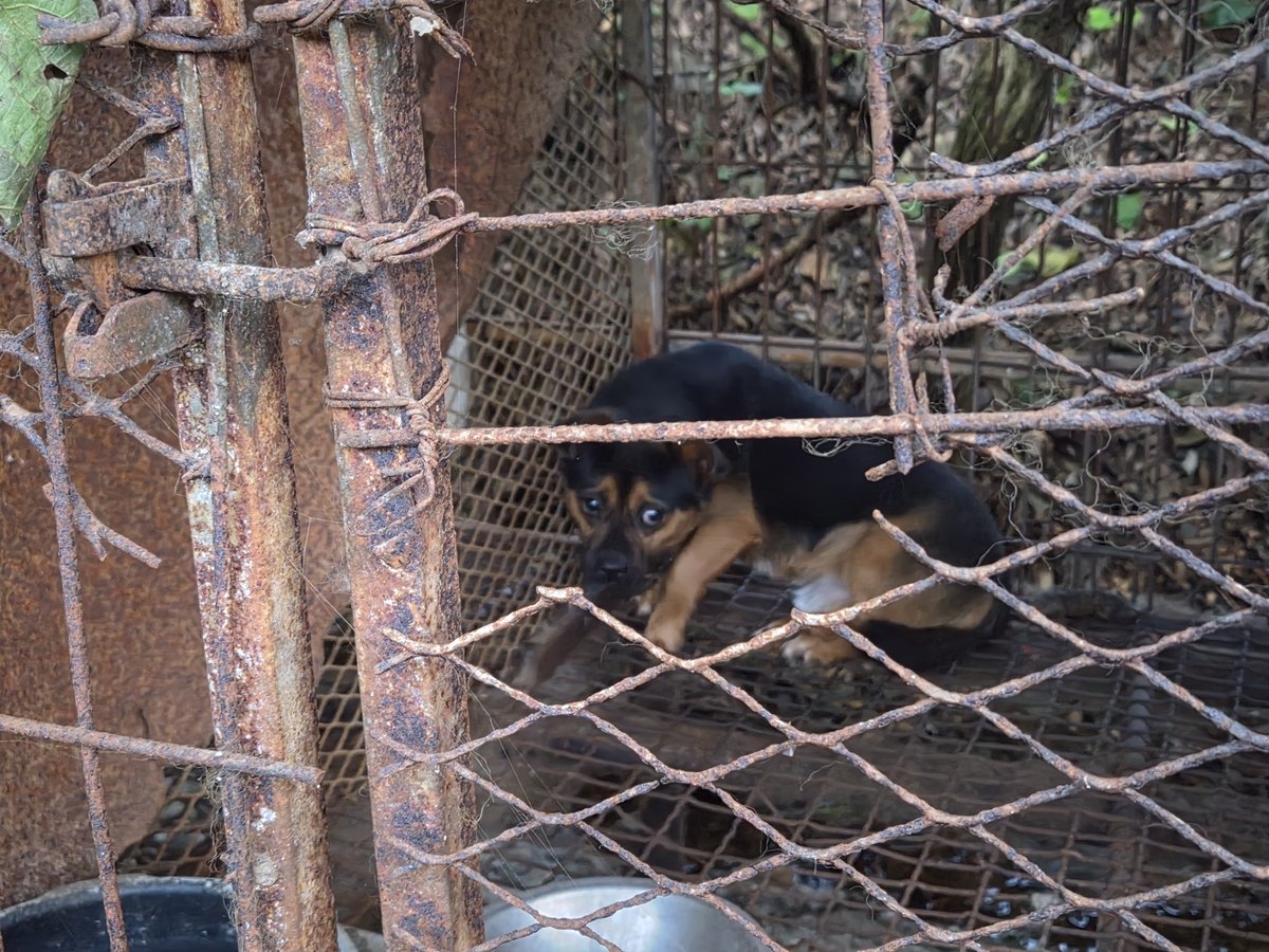 Dog wearing a collar in a cage at a farm in Gangjin County, illustrating the overlap between abandoned pets and commercial breeding operations