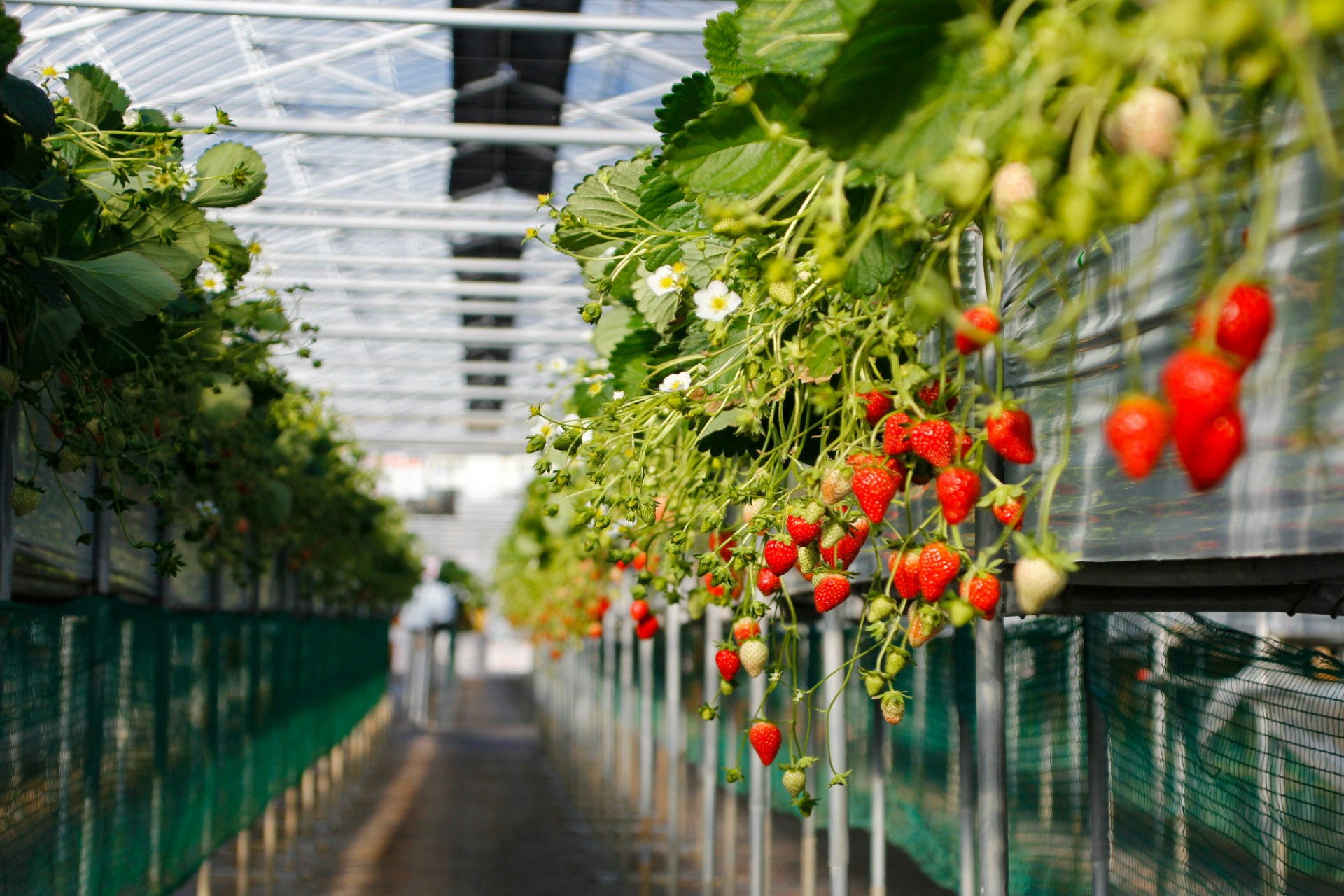 Indoor vertical farming plants under controlled lighting