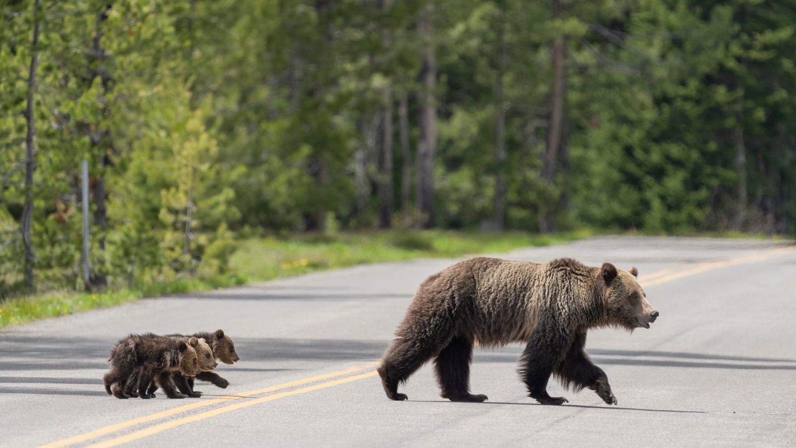 Grizzly bear, an icon of connected American wilderness