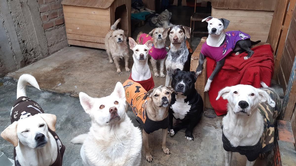 Shelter cage with dog illustrating adoption decline