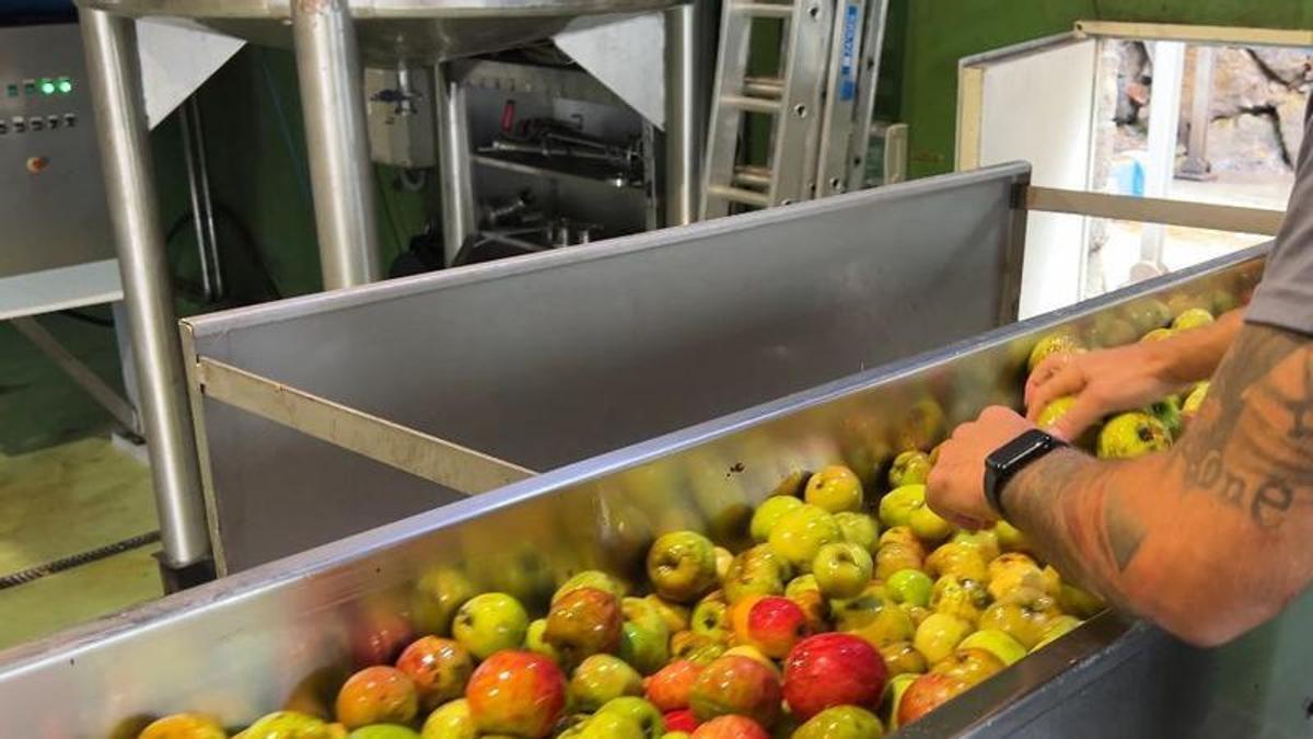 Asturian apple pressing report from LNE