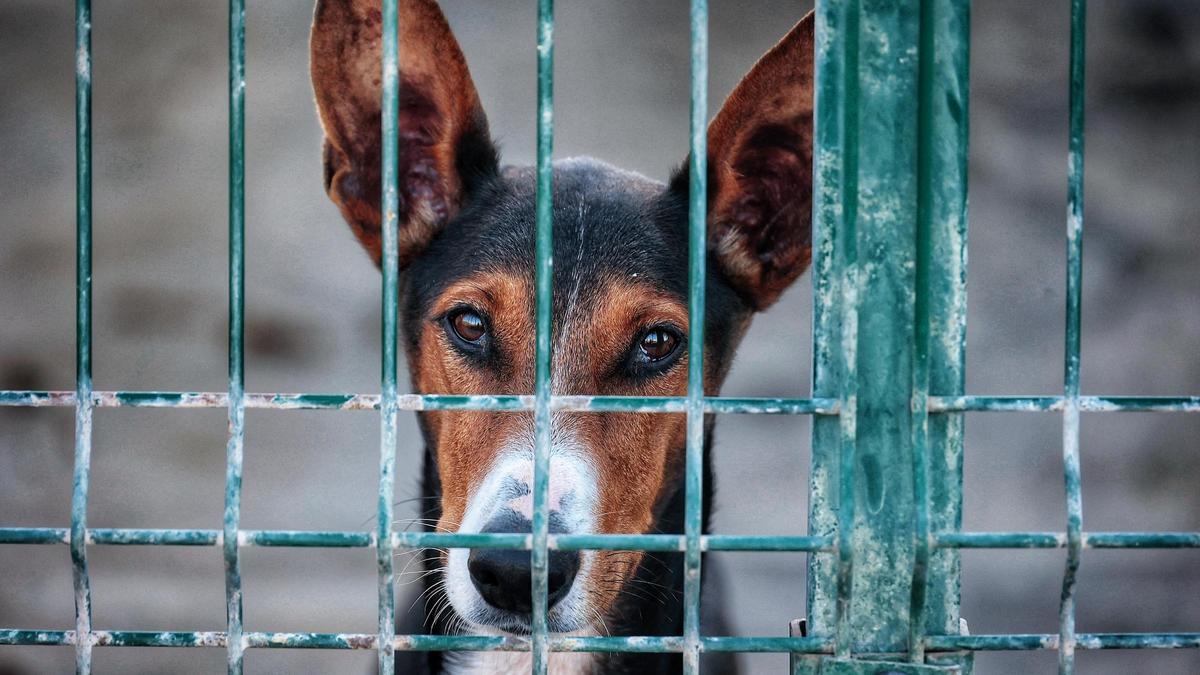 Tenerife Animal Shelter