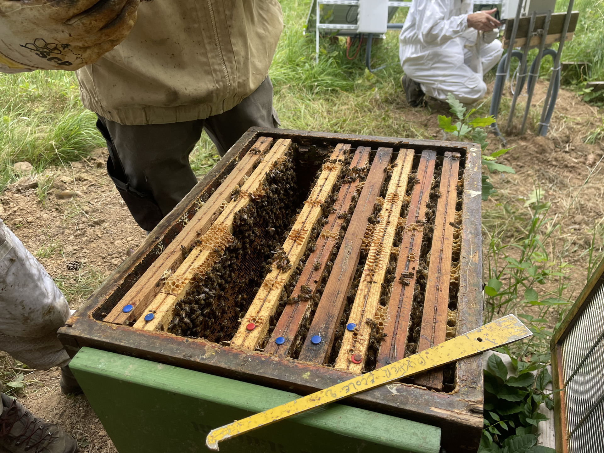 Beekeeper inspecting hives on a rooftop in Brussels