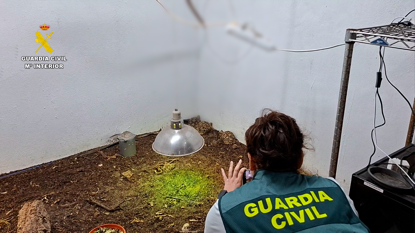 Protected reptiles at the center of Spain's trafficking investigation