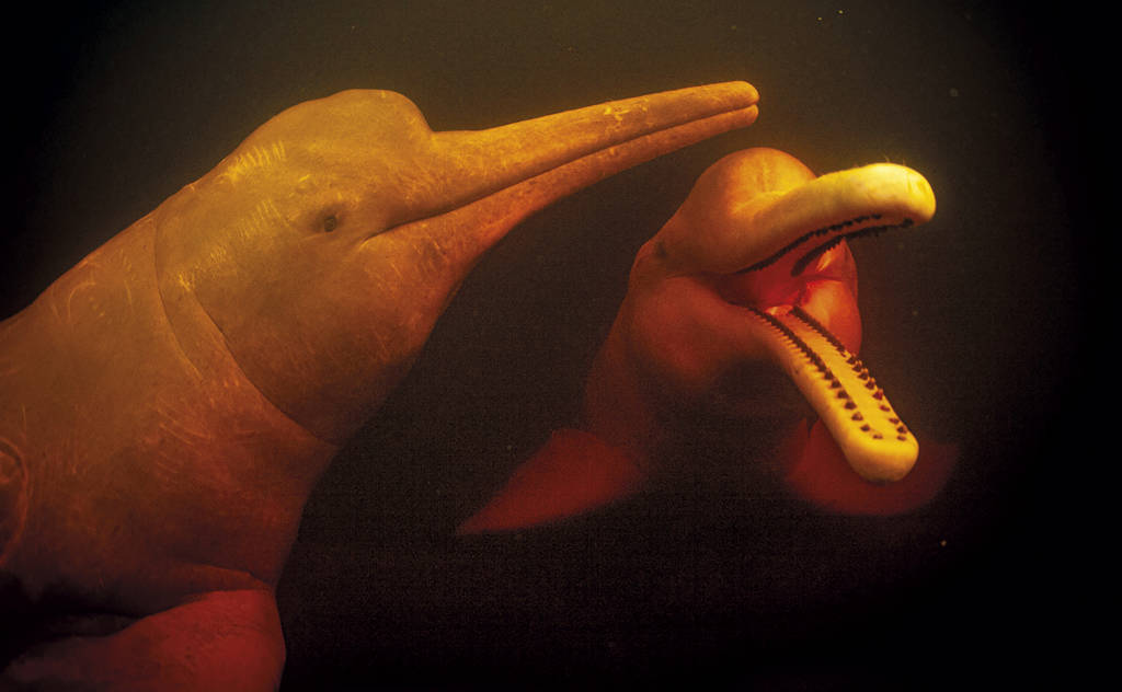 Dead pink dolphin found on the shore of Lake Tefé during previous droughts