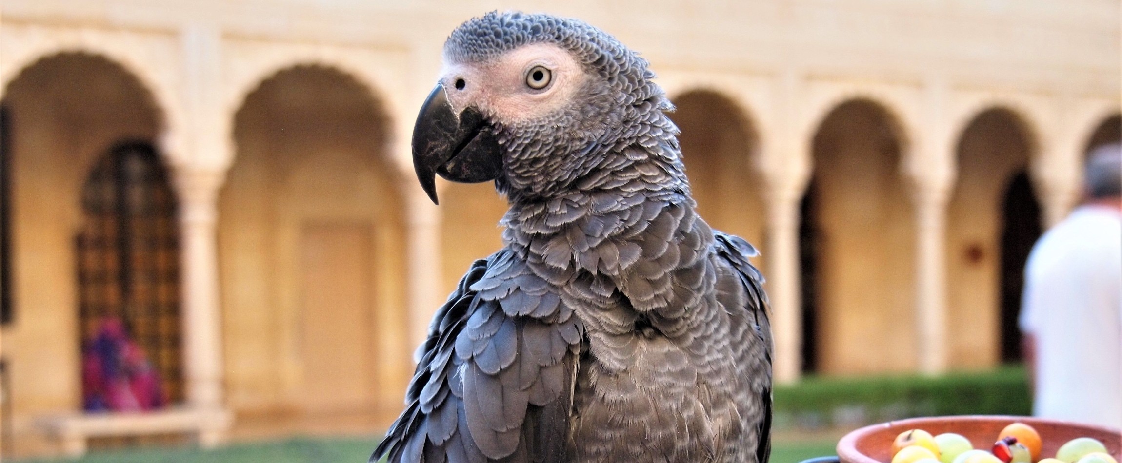 African grey parrot photographed outdoors in Rajasthan, India, a species sought by the exotic pet trade