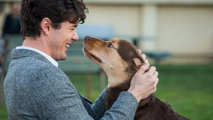 Growing demand for pet friendly travel
