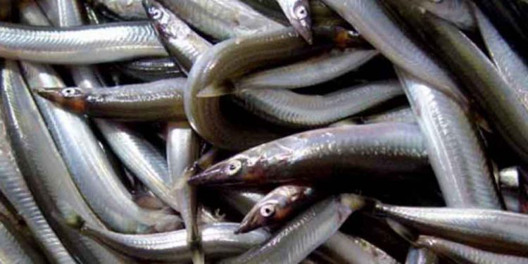 Tobis Fish Archive Photo