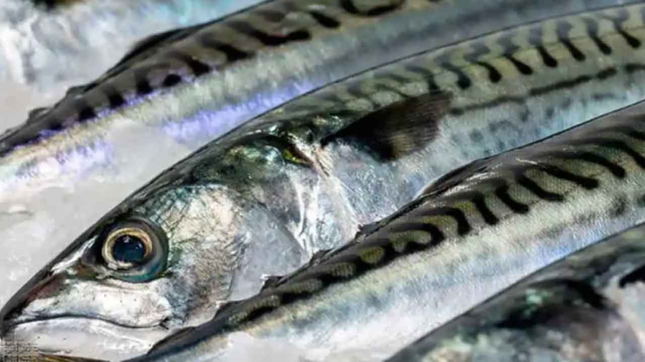 Faroese mackerel fishing vessel