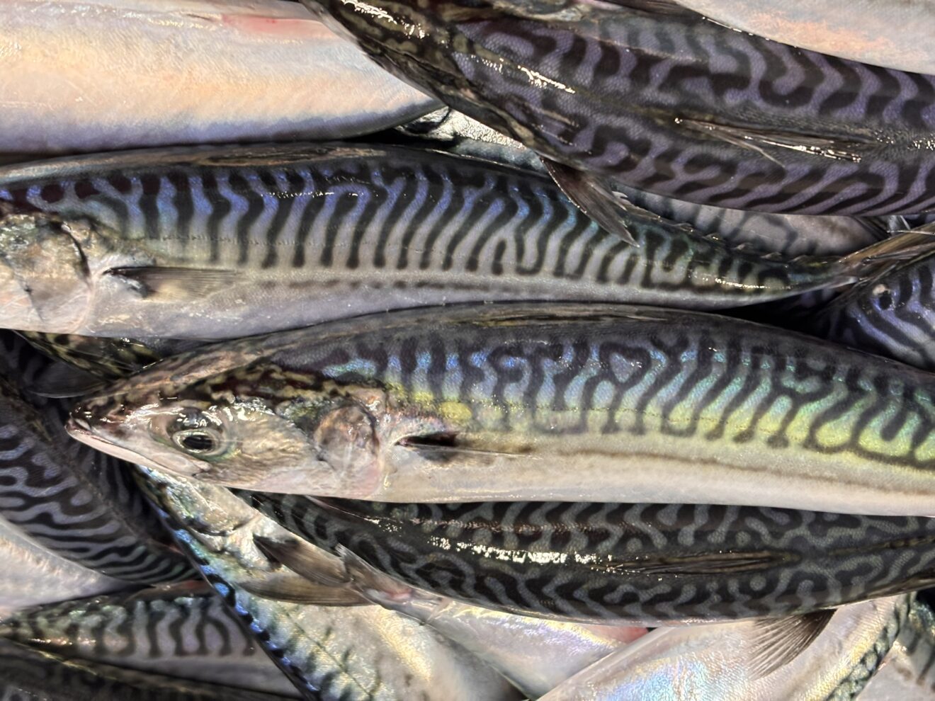 Faroese pelagic fleet landing mackerel