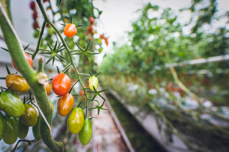 Practical food gardening trends