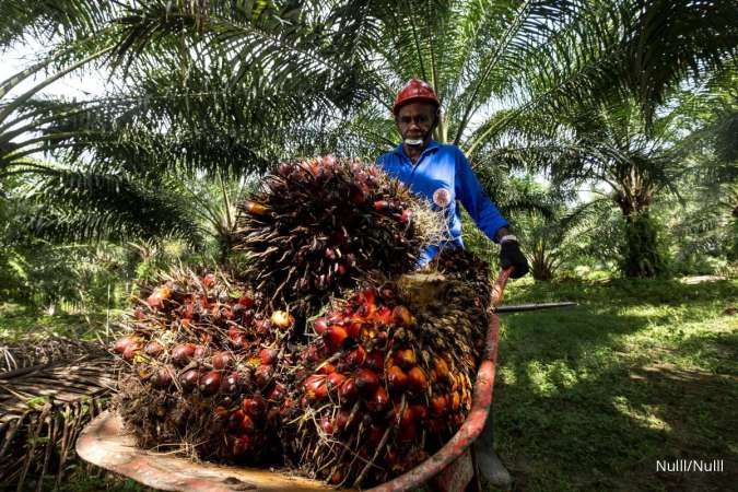 Palm oil harvest
