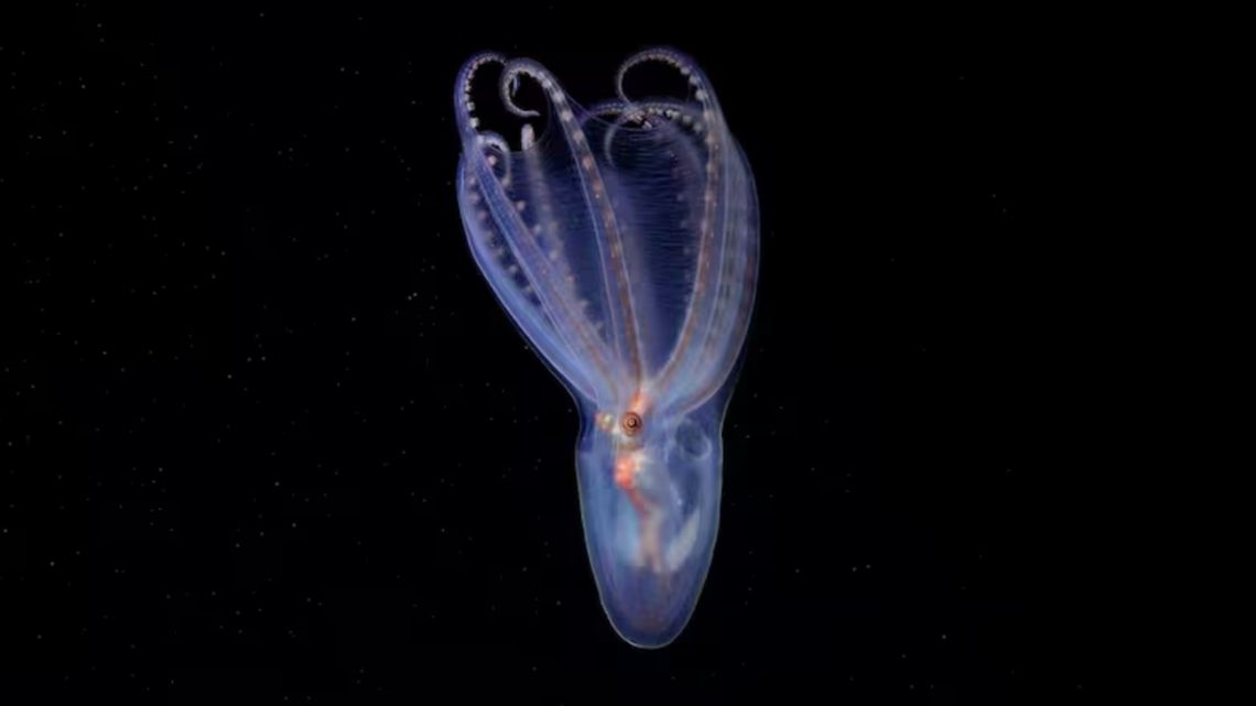 New deep-sea octopus specimen found at 888 meters depth in Mar del Plata canyon during CONICET expedition
