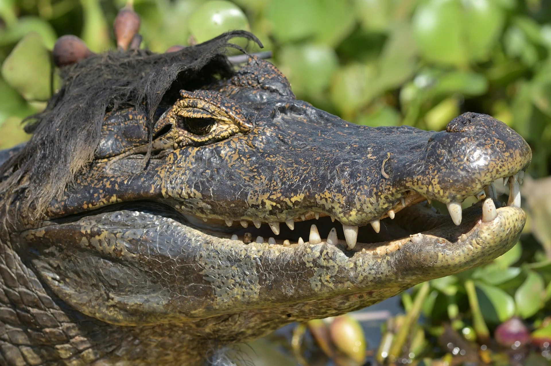 Nikon Comedy Wildlife Awards finalists showcase humorous wildlife moments, including an Elvis-styled caiman, reflecting the competition's 10,000+ global entries.