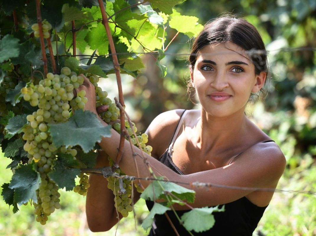 Grape harvest in Kakheti