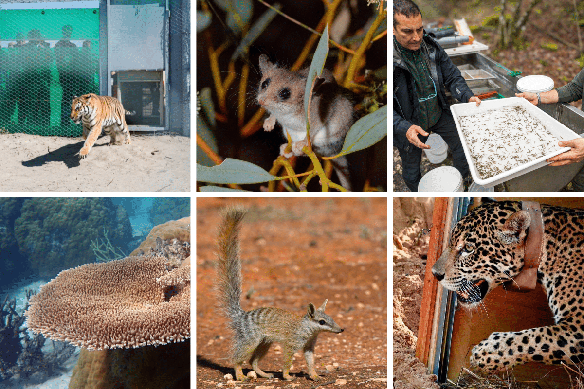 Wildlife comeback illustration showing various animals returning to nature