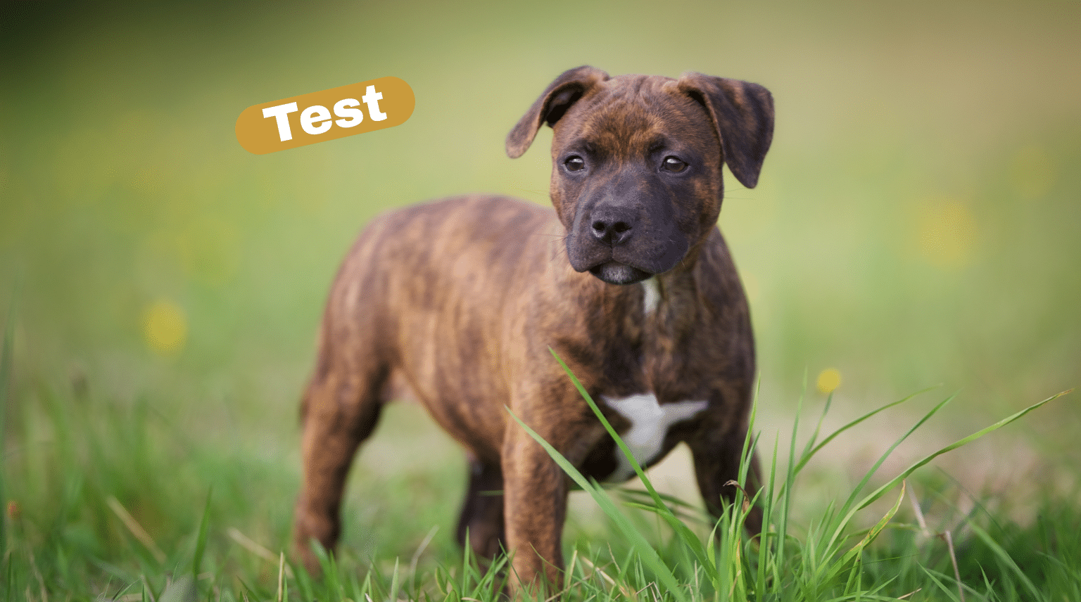 Article header on breed lists in German federal states