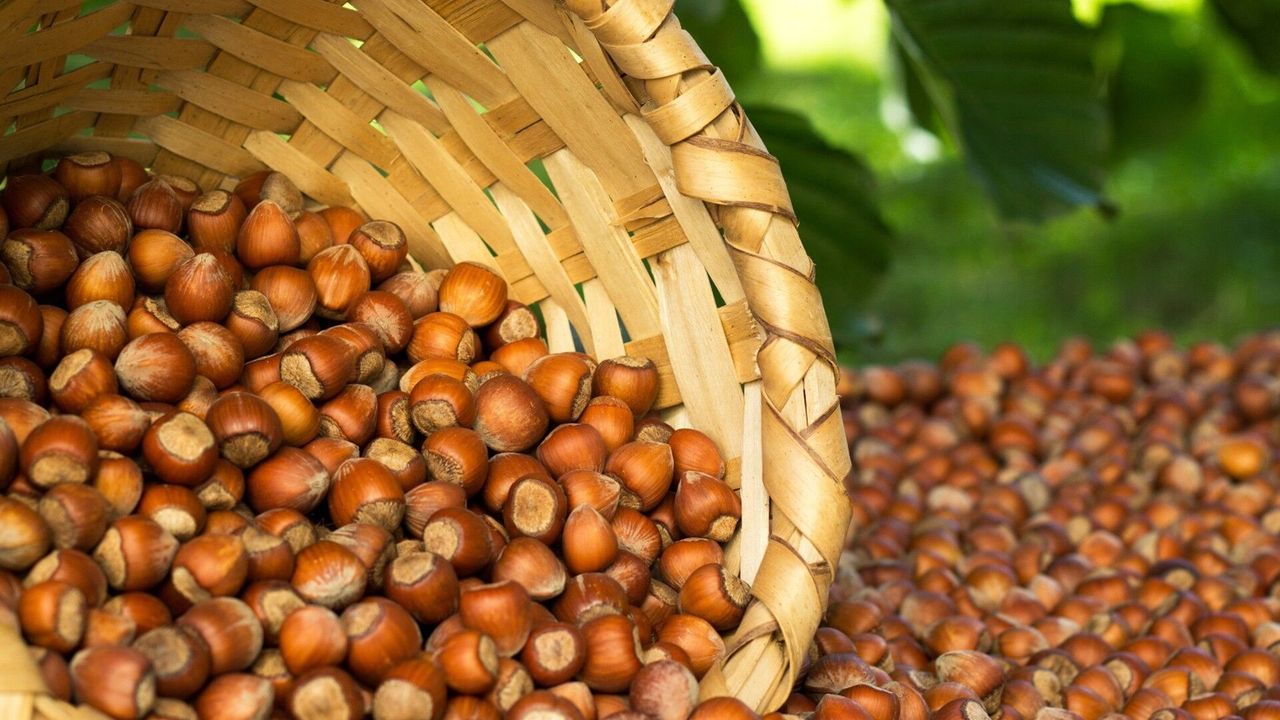 Hazelnut harvest scene in the Black Sea region