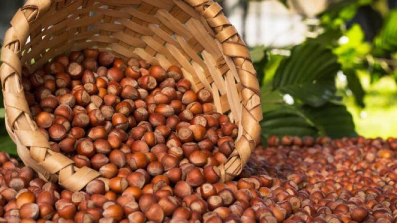 Free market hazelnut prices across Black Sea provinces