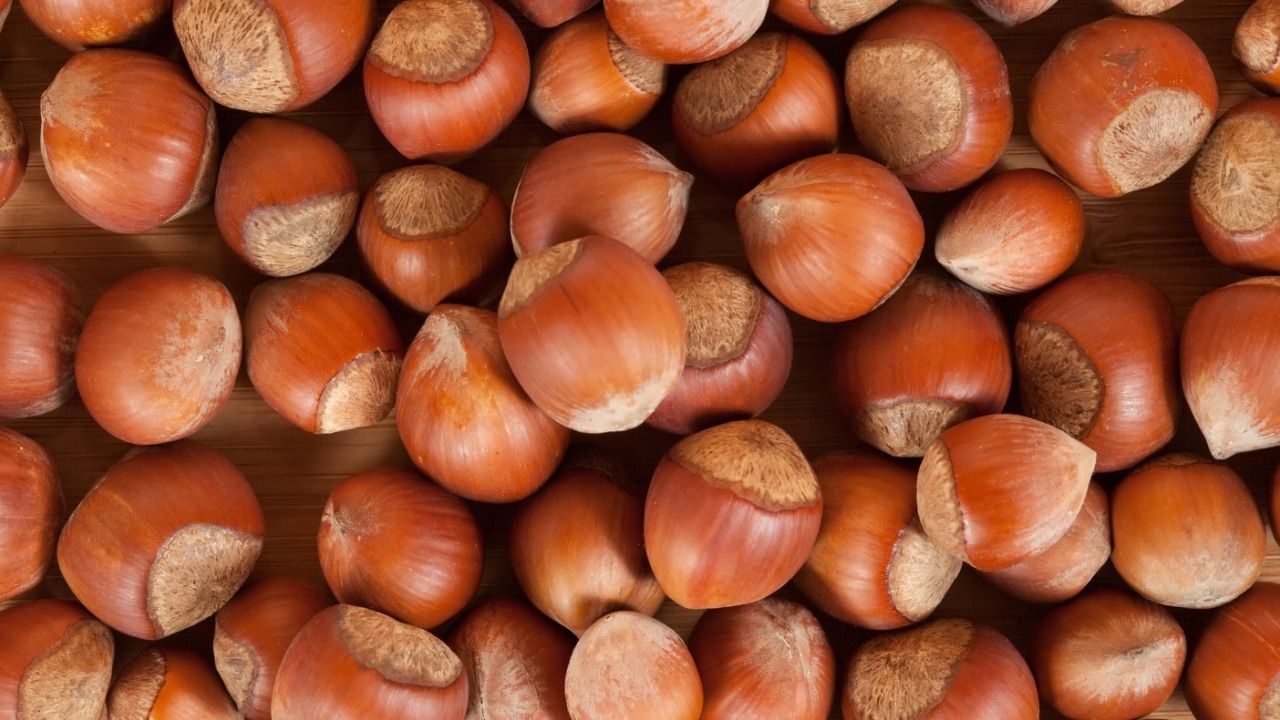 Black Sea hazelnut orchard landscape