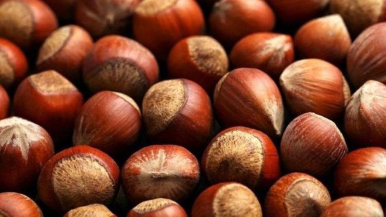 Hazelnut prices across Black Sea provinces on Oct 9
