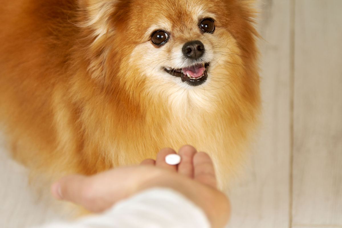 Image from Health Chosun regarding dog probiotics