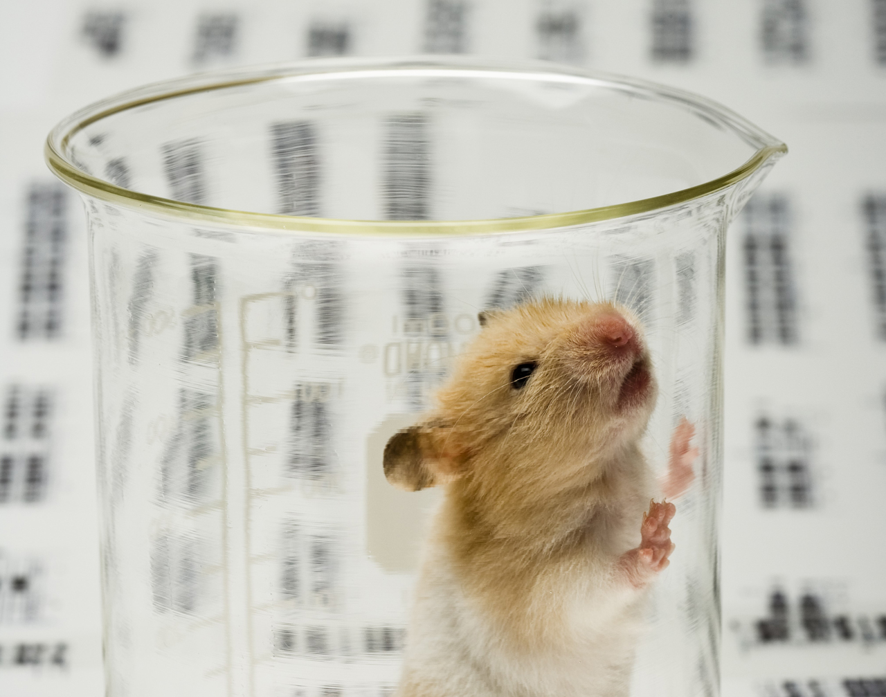 Image from news article regarding animal testing