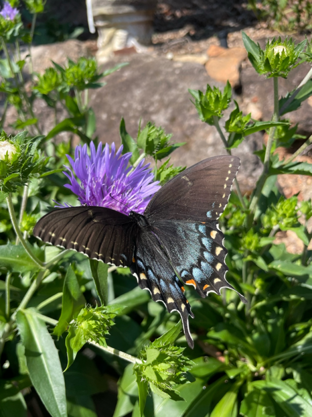 Eastern tiger swallowtail butterfly on garden plant from Clemson HGIC