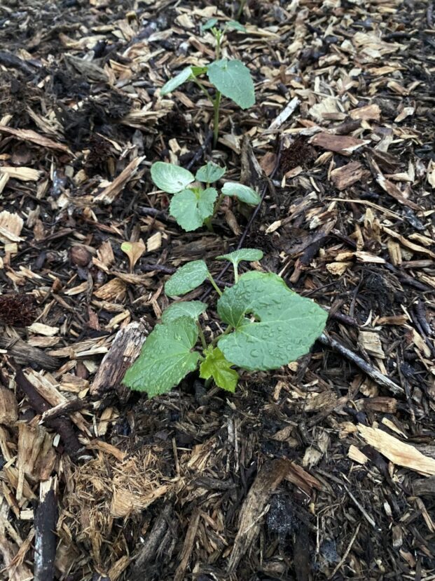 Young okra plants sprouting in neat rows in South Carolina lowcountry garden