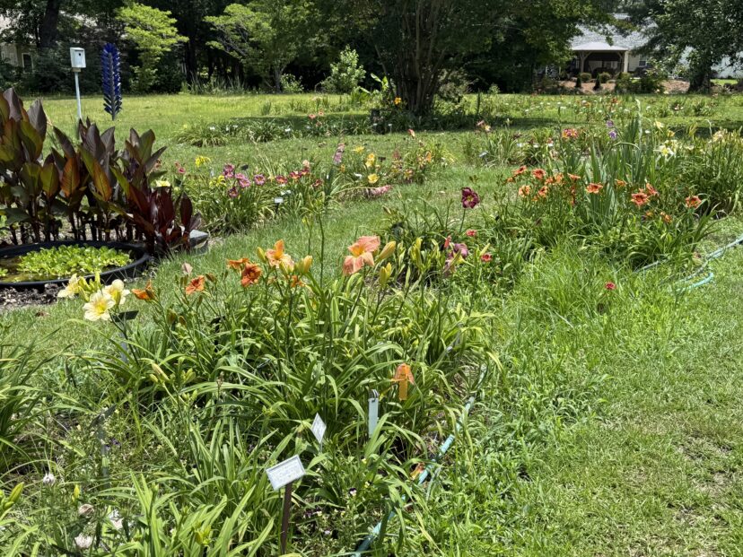 South Carolina June garden care guide from Clemson