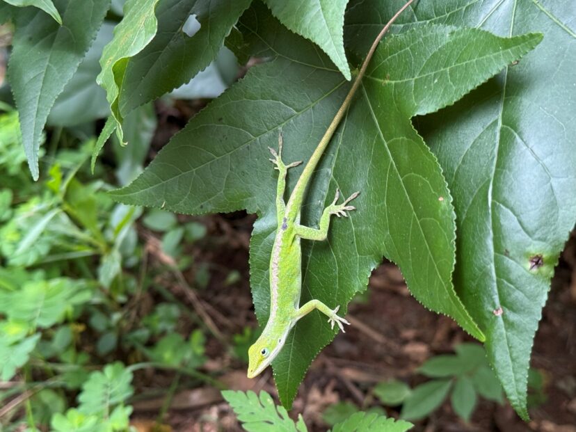 Anole lizard camouflaged in late summer foliage