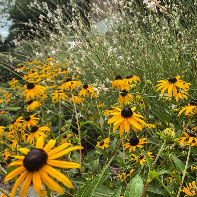 Clemson Extension October Garden Tasks