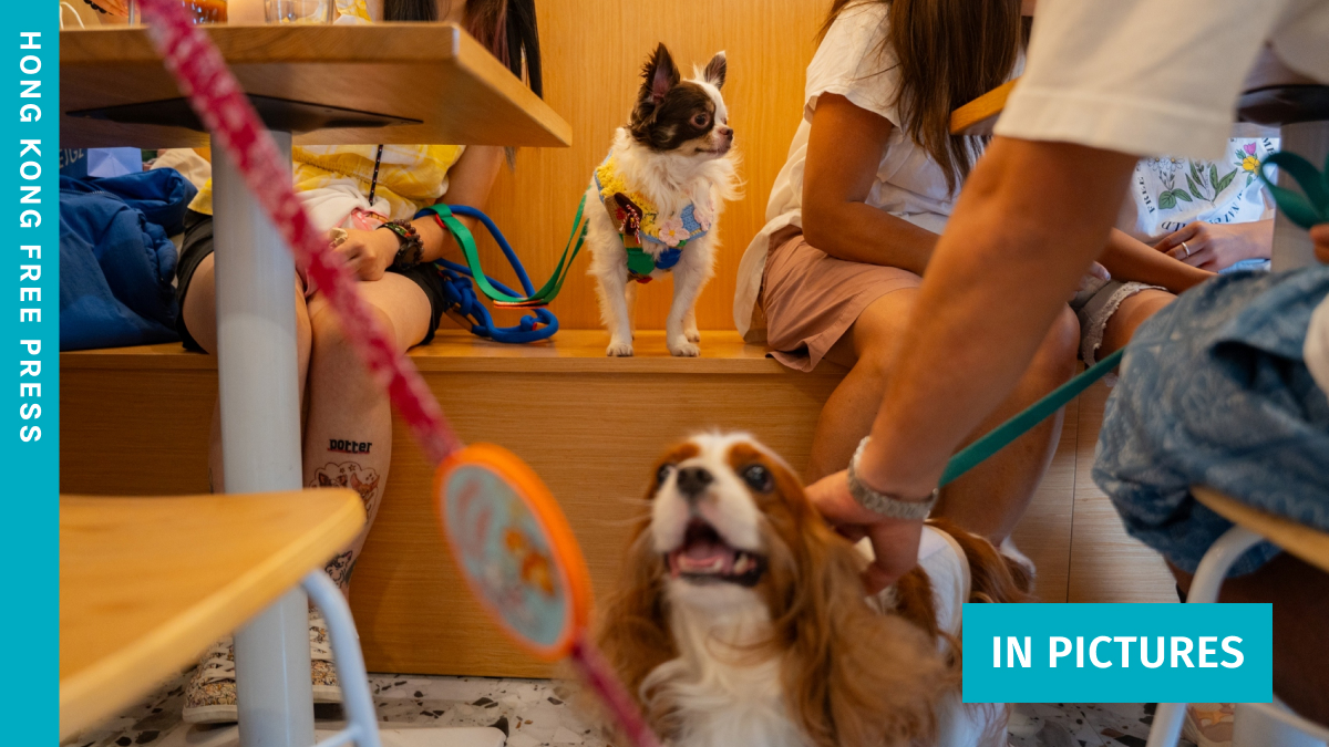 A scene at a restaurant implementing Hong Kong's new dog-friendly policy