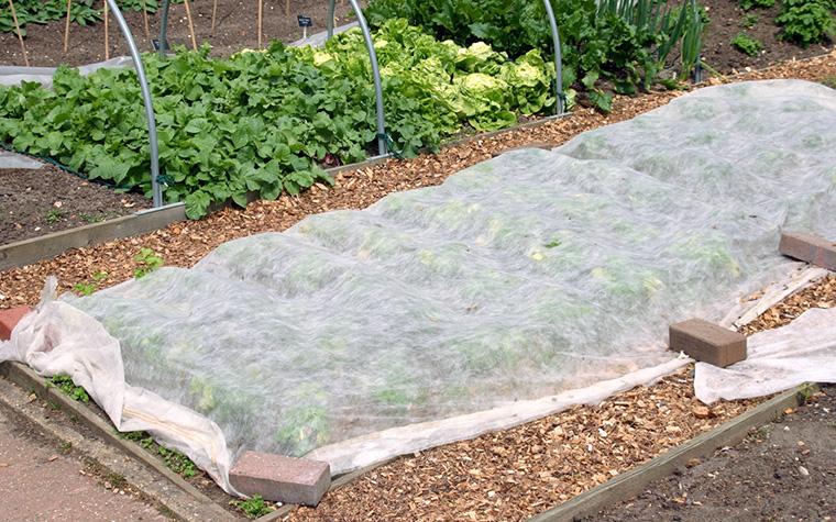 Row cover protecting plants from frost